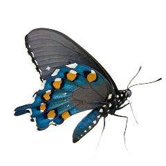 image of blue butterflies