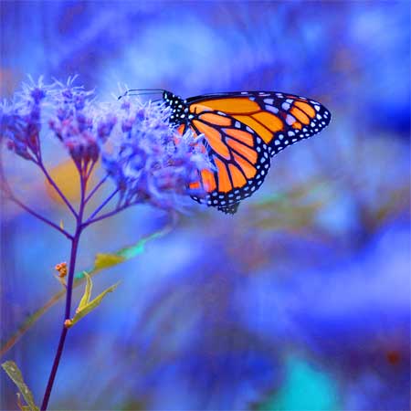 Monarch butterfly drinking nectar from a blue flower on a soft blue background