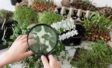 botany plants feature | Gardens with Wings Botany as a Factor in Education: Growing Minds and Future Innovators