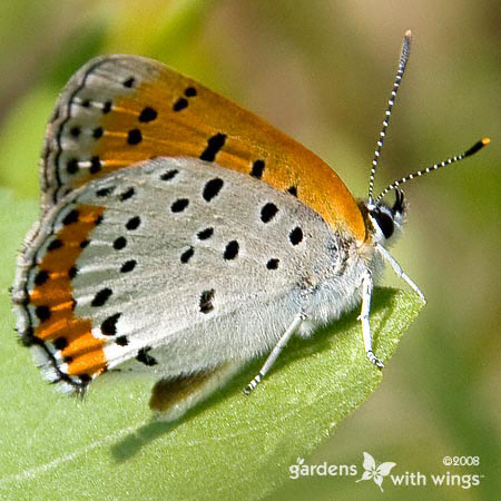 white and orange butterfly with black spots