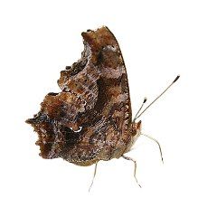 image of brown butterfly