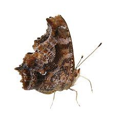 image of brown butterflies