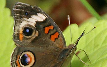 brown butterfly with blue eyespots
