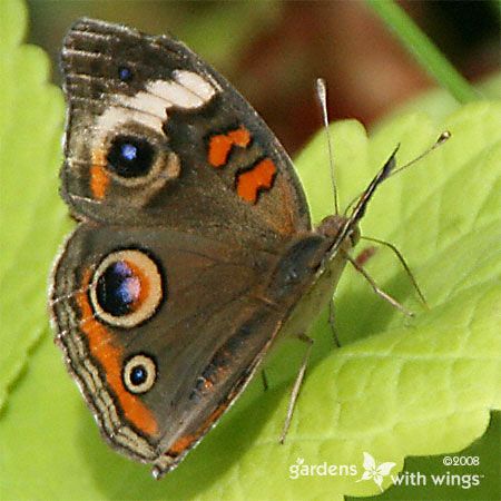 dark brown wings with blue and orange circles