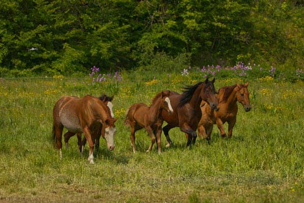brown horses | Gardens with Wings