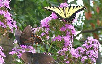 yellow and black stripe butterfly on phlox