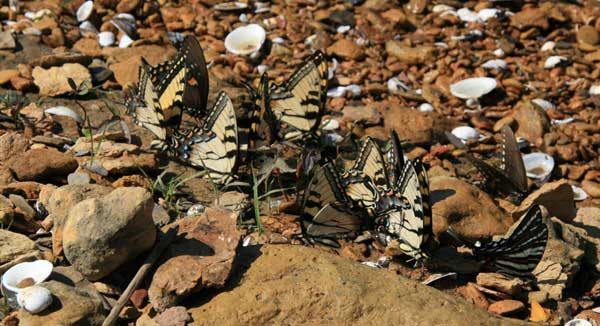 How To Make A Butterfly Puddler For Your Garden