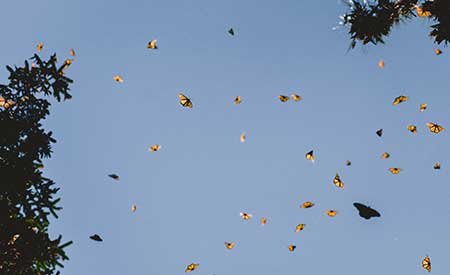butterflies sky | Gardens with Wings