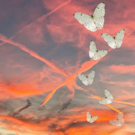7 white butterflies surrounded by pink and grey clouds