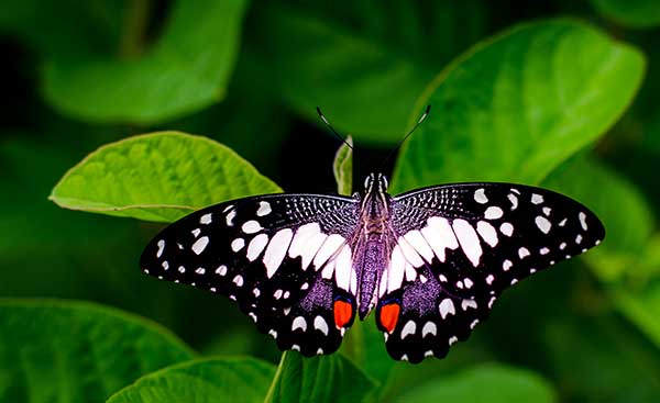 Butterflies act as bioindicators, telling us if our local ecosystem is healthy or under stress.