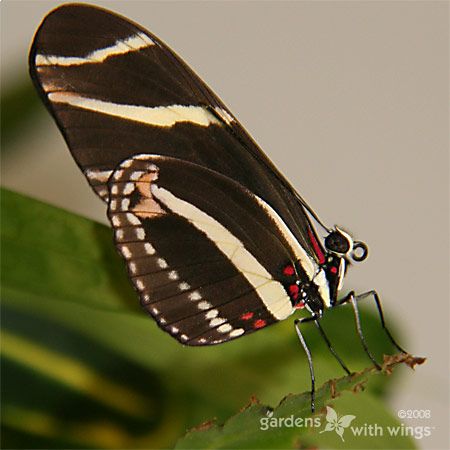 black and yellow stripe butterfly