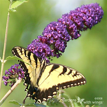 yellow butterfly with black stripes on purple flowers