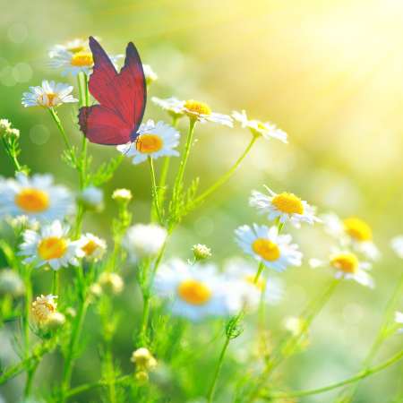 Bright red butterflies surrounded by white and orange daisies
