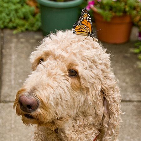 orange and black butterfly on tan god