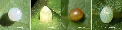 butterfly eggs | Gardens with Wings Four Butterfly Egg to Identify