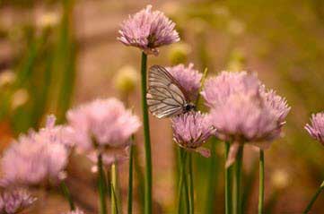 The Role of Native Plants in Butterfly Habitat Research