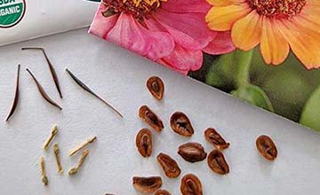 9 Simple Steps To Plant Seeds in Your Garden