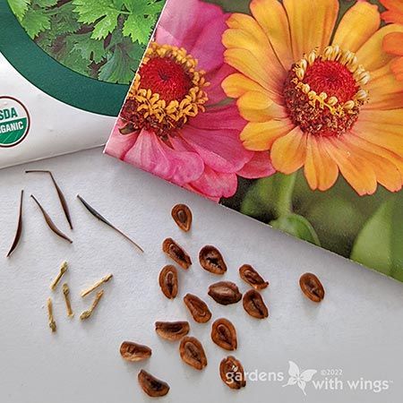 butterfly flower seed