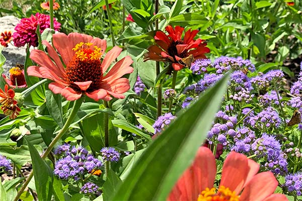 flowers for butterfly gardens