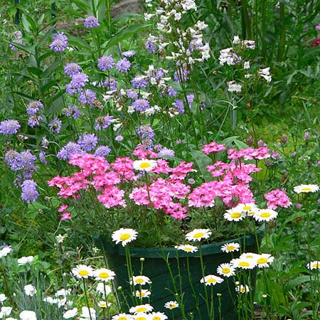 Nectar Flower in Garden