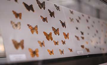 butterfly lab feature | Gardens with Wings Butterflies in the Lab: Using Insect Growth as a Model for Capstone Research on Developmental Biology