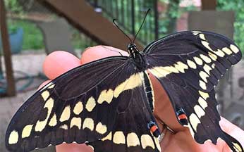 black and yellow butterfly