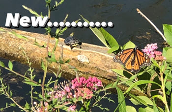 turtle and monarch on log