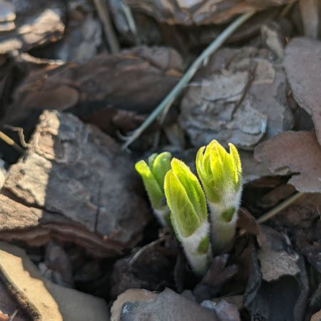 small green butterfly milkweed bud