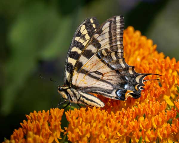 butterfly milkweed tiger | Gardens with Wings butterfly milkweed and tiger swallowtail