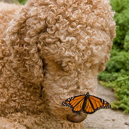 orange and black butterfly on dog nose