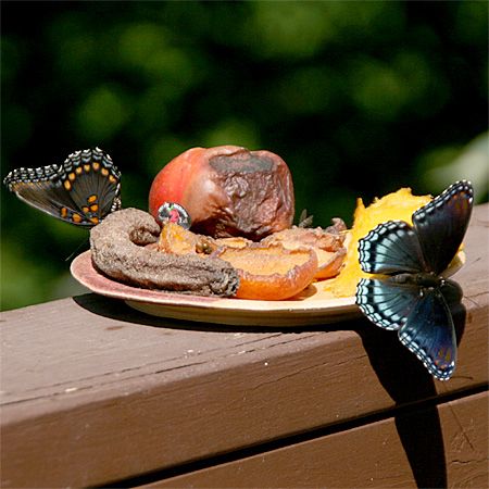 Two Red Spotted Purple Butterfly On Overripe Fruit