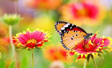 Common Garden Pests That Threaten Pollinator Gardens—and How to Stop Them