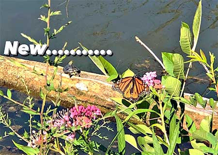 butterfly reflecting on life