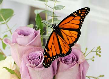 Can Butterflies Get Nectar from Fresh Cut Flowers?
