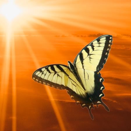 yellow butterfly flying towards sun