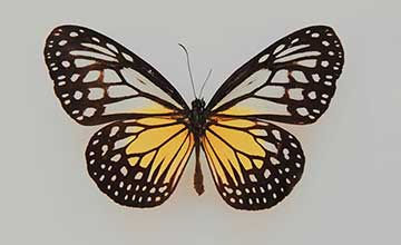 Butterfly Symbolism: Meaning, Spiritual Significance, and Cultural Interpretations