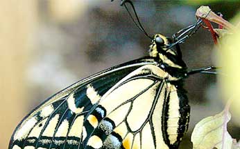yellow and black stripe butterfly