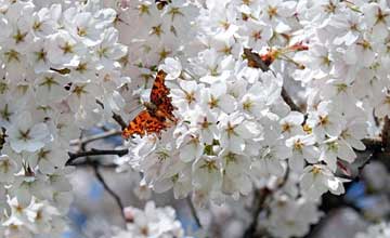 Crafting a Butterfly Garden Theme with Flag Accents