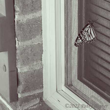 butterfly on window