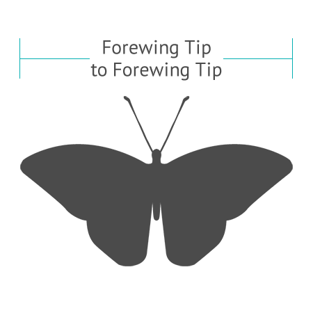 Identify Butterflies by Size & Shape | Gardens with Wings