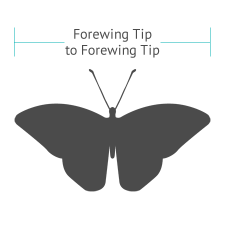 butterflies wing sizes