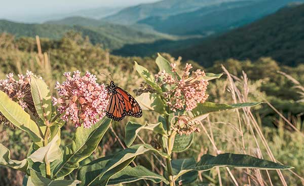 buttery common milkweed | Gardens with Wings
