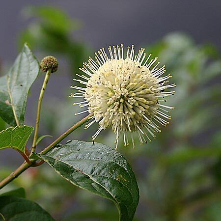 Round creamy white flower with spiky ends