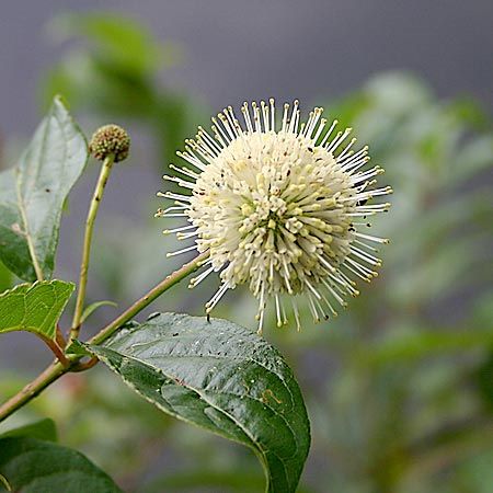 creamy white round flower with spiky ends