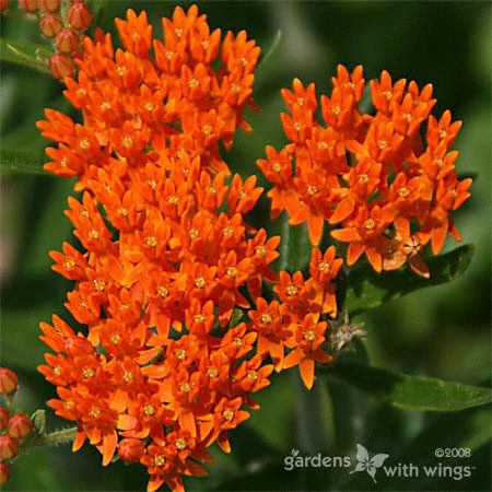small orange flowers