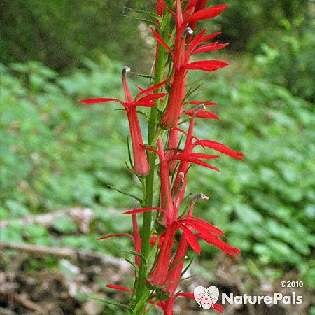 Cardinal Flower