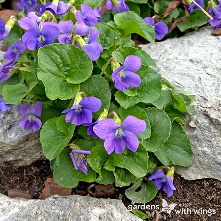 small purple flowers and green heart-shape leaves