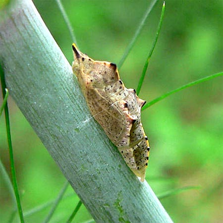 brown chrysalis on green stem