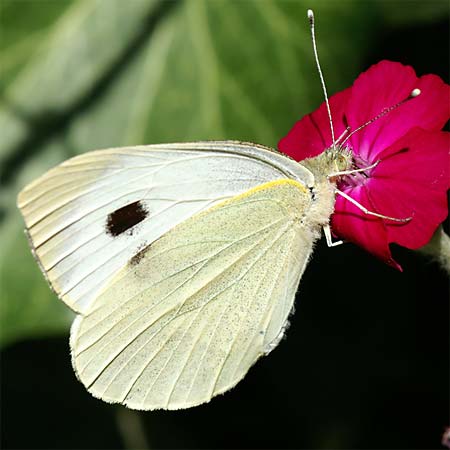 Cabbage White