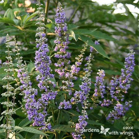 tree with purple flowers